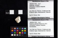 Foto (Objket + Etiketten) von Decapoda indet. 